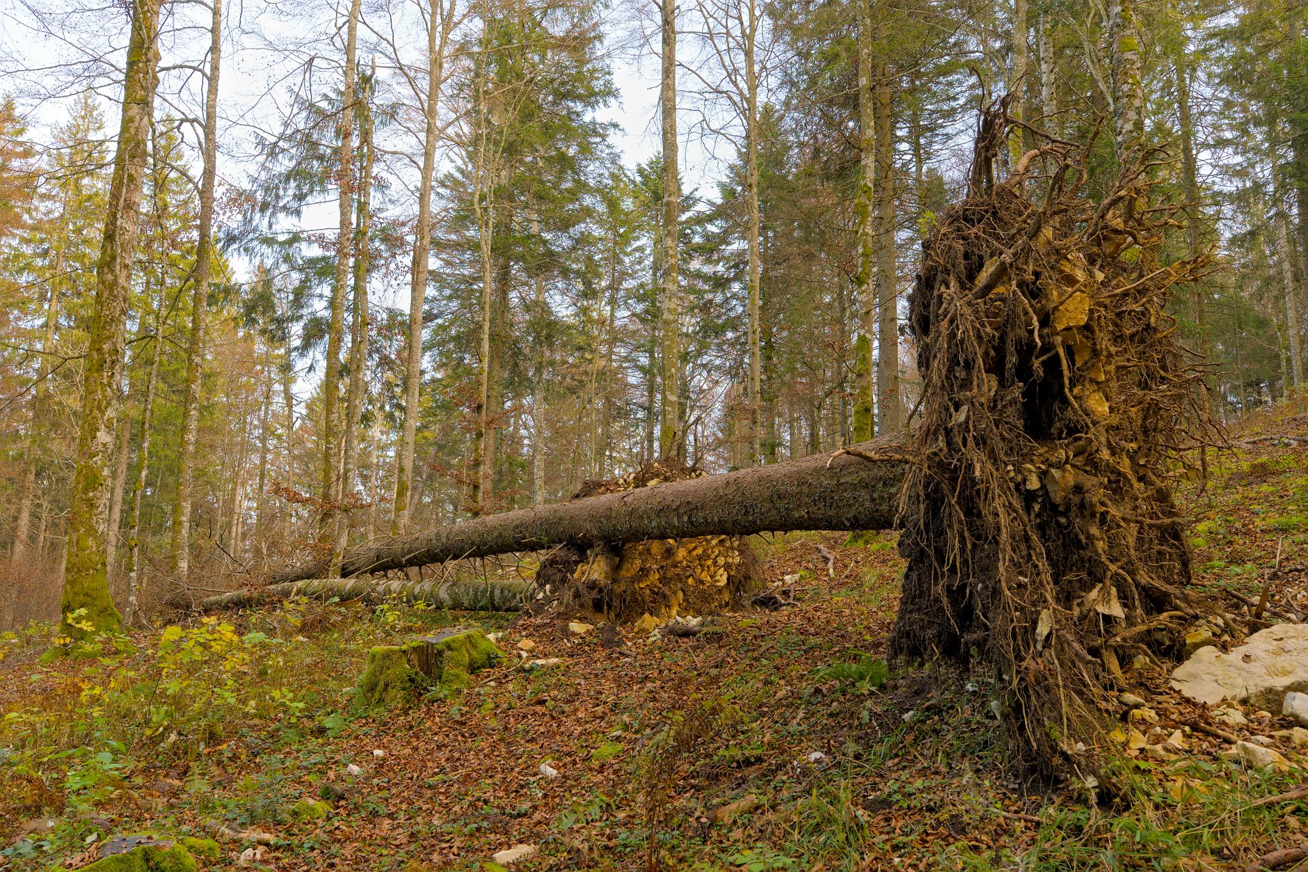 Enlèvement arbre urgence équipe à Joué-lès-Tours